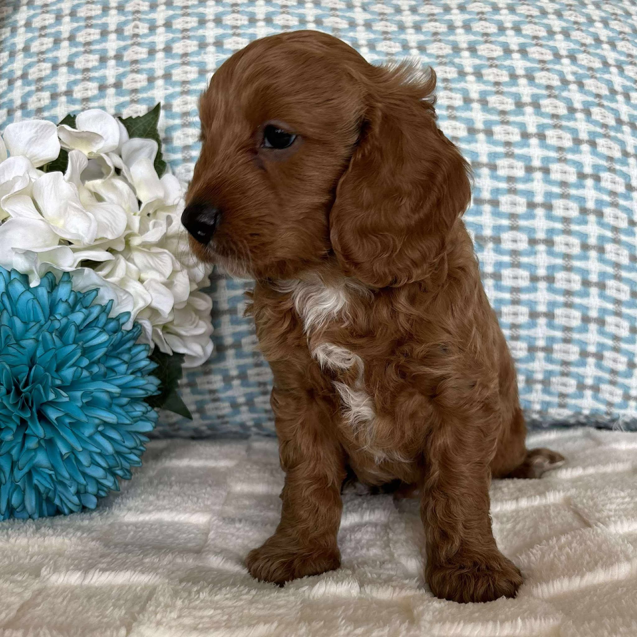 Cavoodle Toy / Mini Male Ace - Available to Adopt 19th September 2025