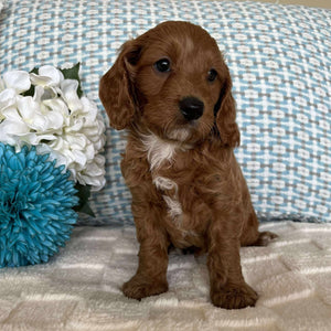 Cavoodle Toy / Mini Male Ace - Available to Adopt 19th September 2025