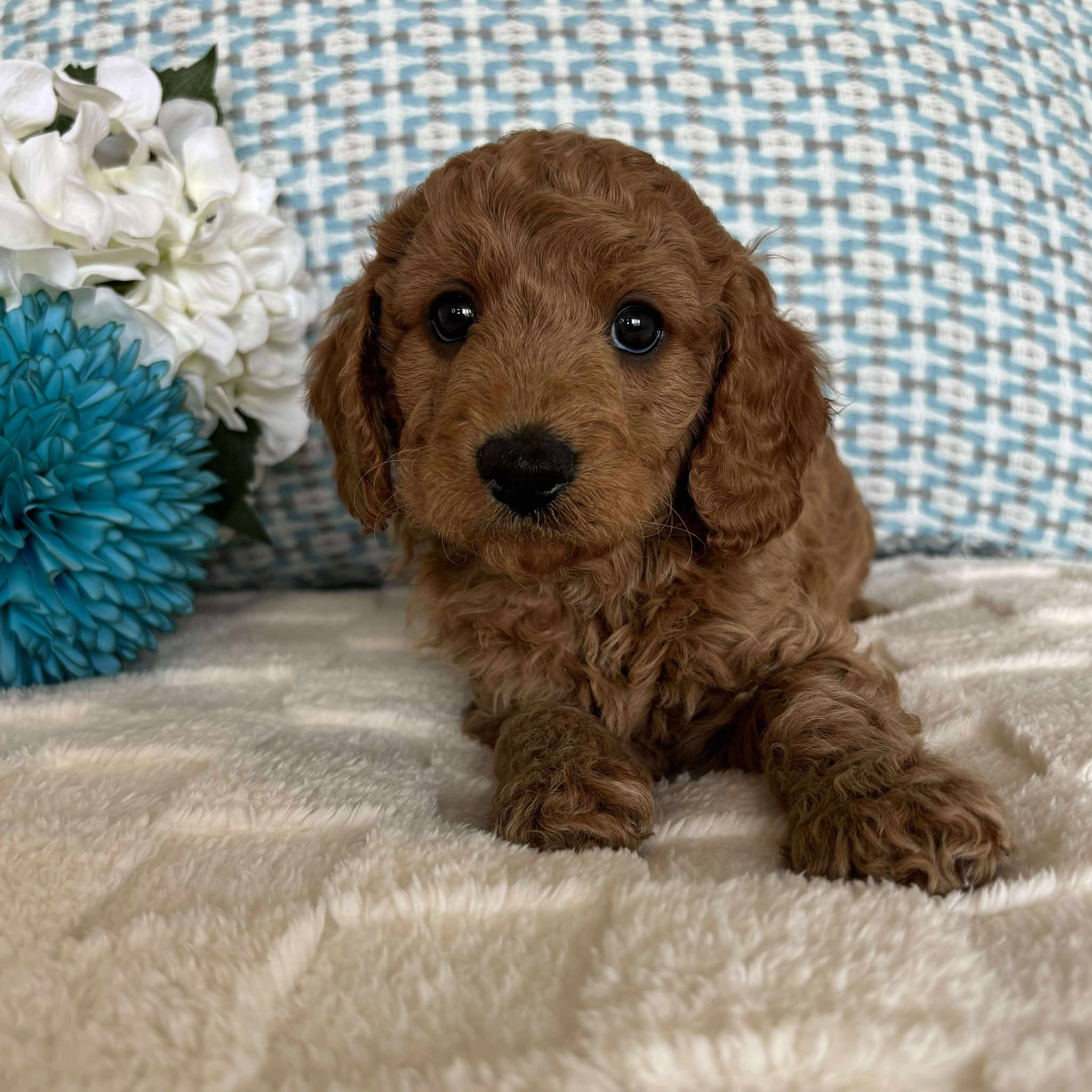 Cavoodle Toy / Mini Male Atom - Available to Adopt 19th September 2025