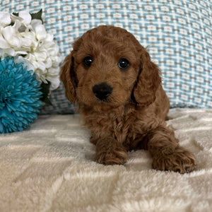 Cavoodle Toy / Mini Male Atom - Available to Adopt 19th September 2025