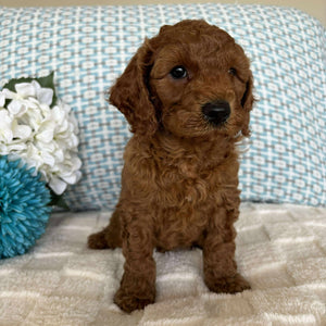 Cavoodle Toy / Mini Male Austin - Available to Adopt 19th September 2025