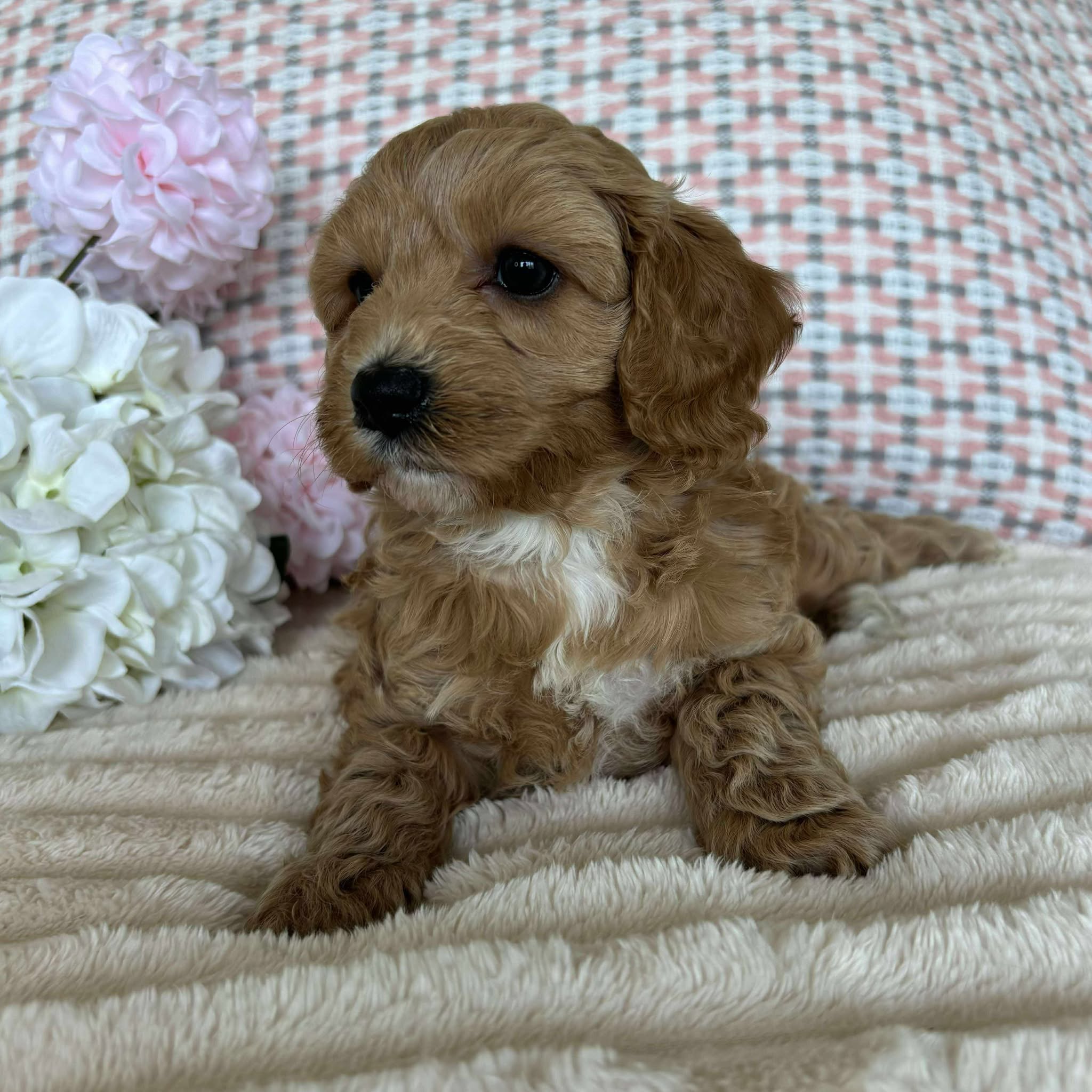Cavoodle Toy / Mini Female Angel - Available to Adopted 19th September
