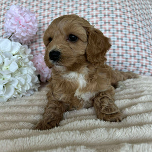 Cavoodle Toy / Mini Female Angel - Available to Adopted 19th September