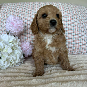 Cavoodle Toy / Mini Female Angel - Available to Adopted 19th September