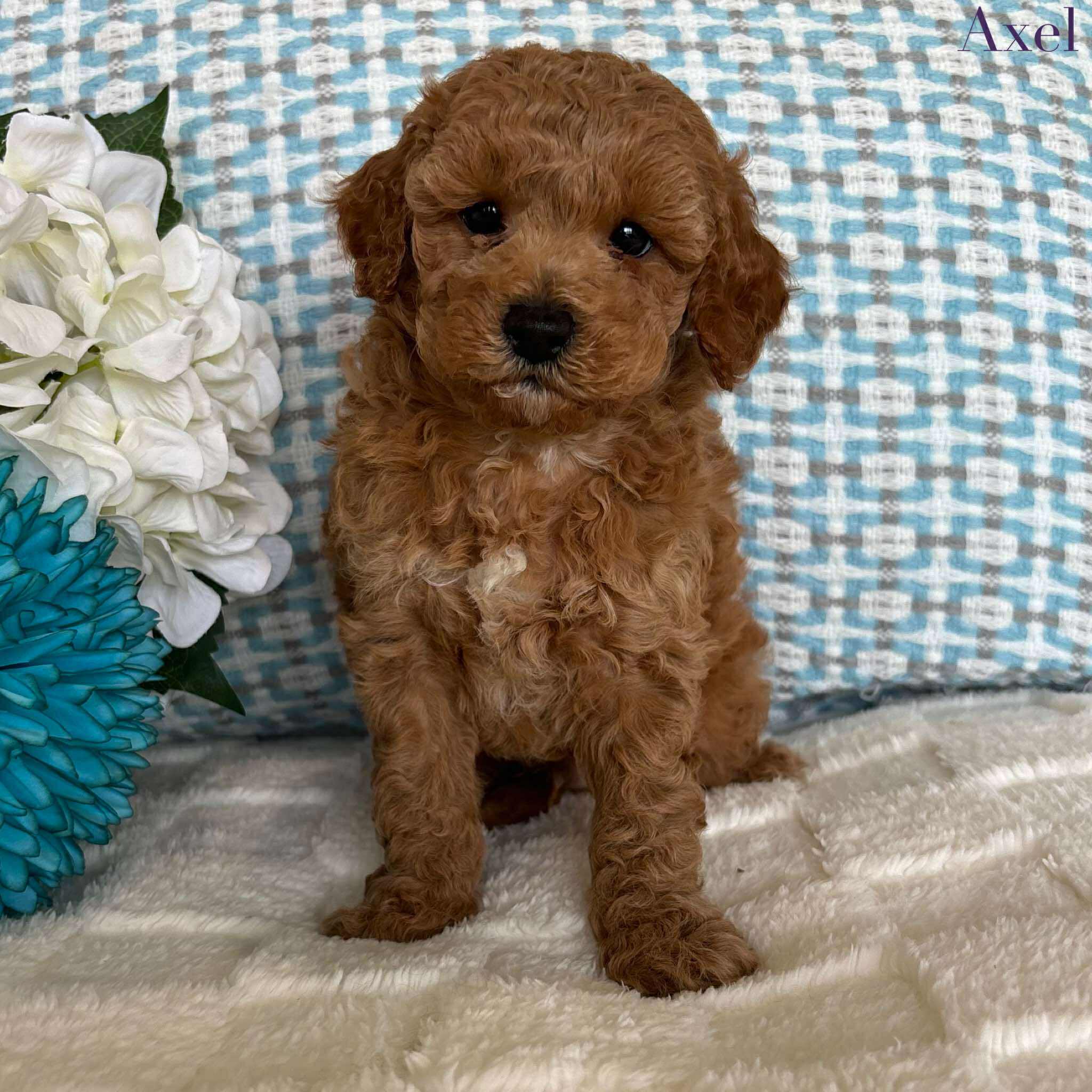 Cavoodle Toy / Mini Male Axel - Adopted