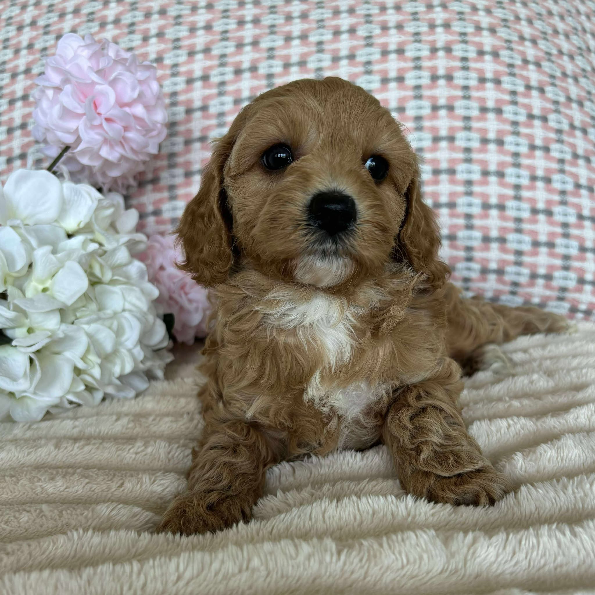 Cavoodle Toy / Mini Female Angel - Available to Adopted 19th September