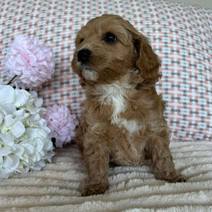 Cavoodle Toy / Mini Female Angel - Available to Adopted 19th September