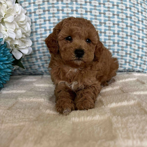 Cavoodle Toy / Mini Male Axel - Adopted