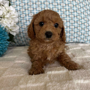 Cavoodle Toy / Mini Male Archie - Available to Adopt 19th September 2025