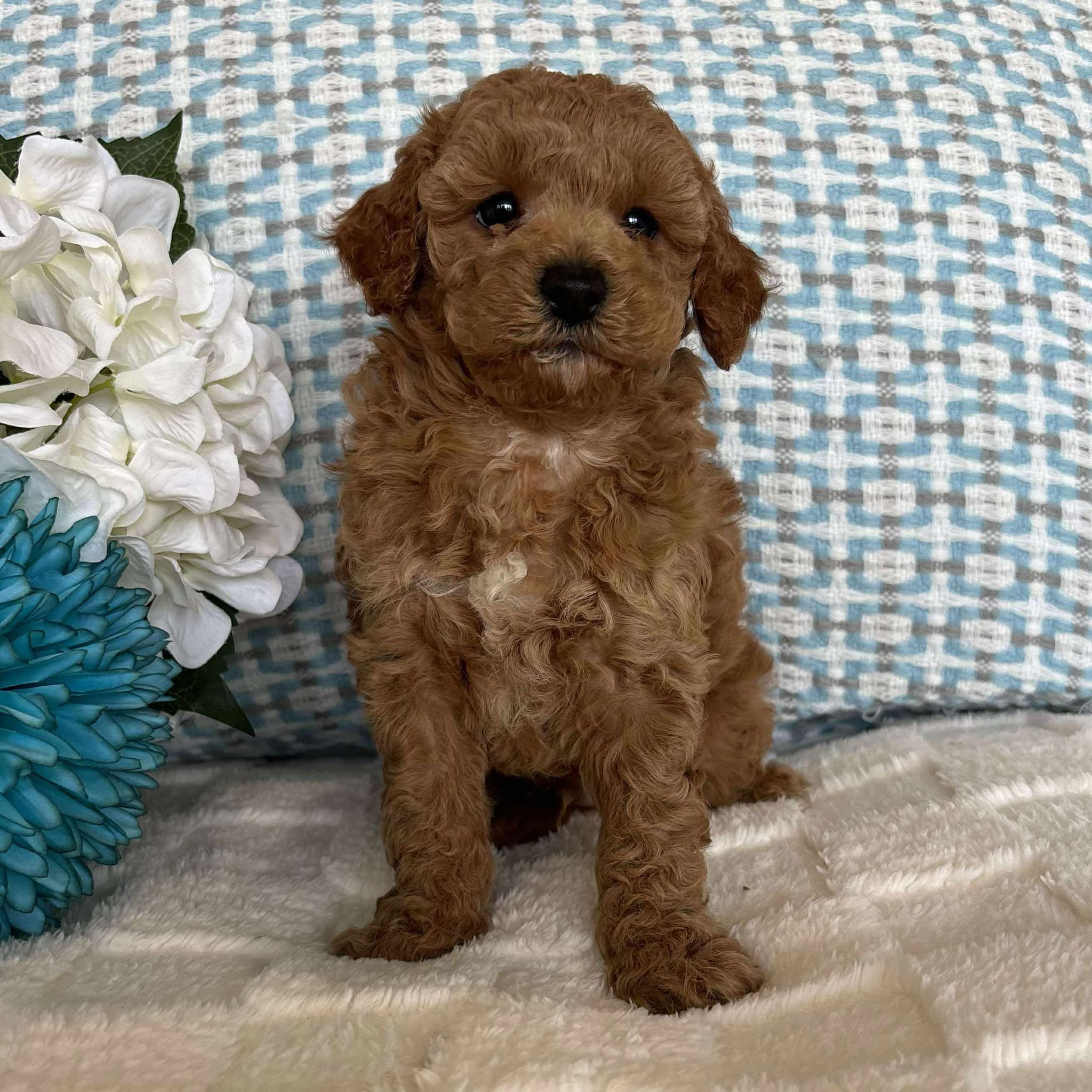 Cavoodle Toy / Mini Male Axel - Adopted