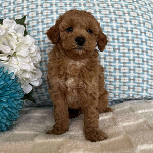 Cavoodle Toy / Mini Male Axel - Adopted