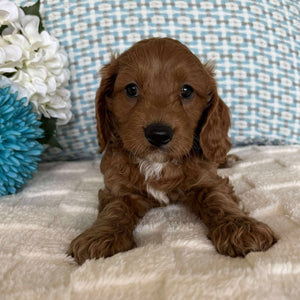 Cavoodle Toy / Mini Male Ace - Available to Adopt 19th September 2025