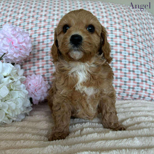 Cavoodle Toy / Mini Female Angel - Available to Adopted 19th September