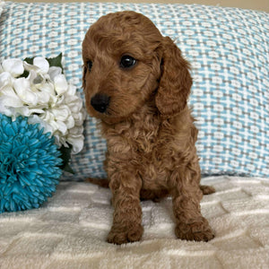 Cavoodle Toy / Mini Male Atom - Available to Adopt 19th September 2025