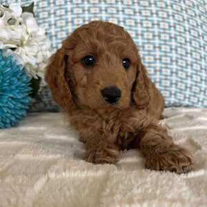 Cavoodle Toy / Mini Male Atom - Available to Adopt 19th September 2025