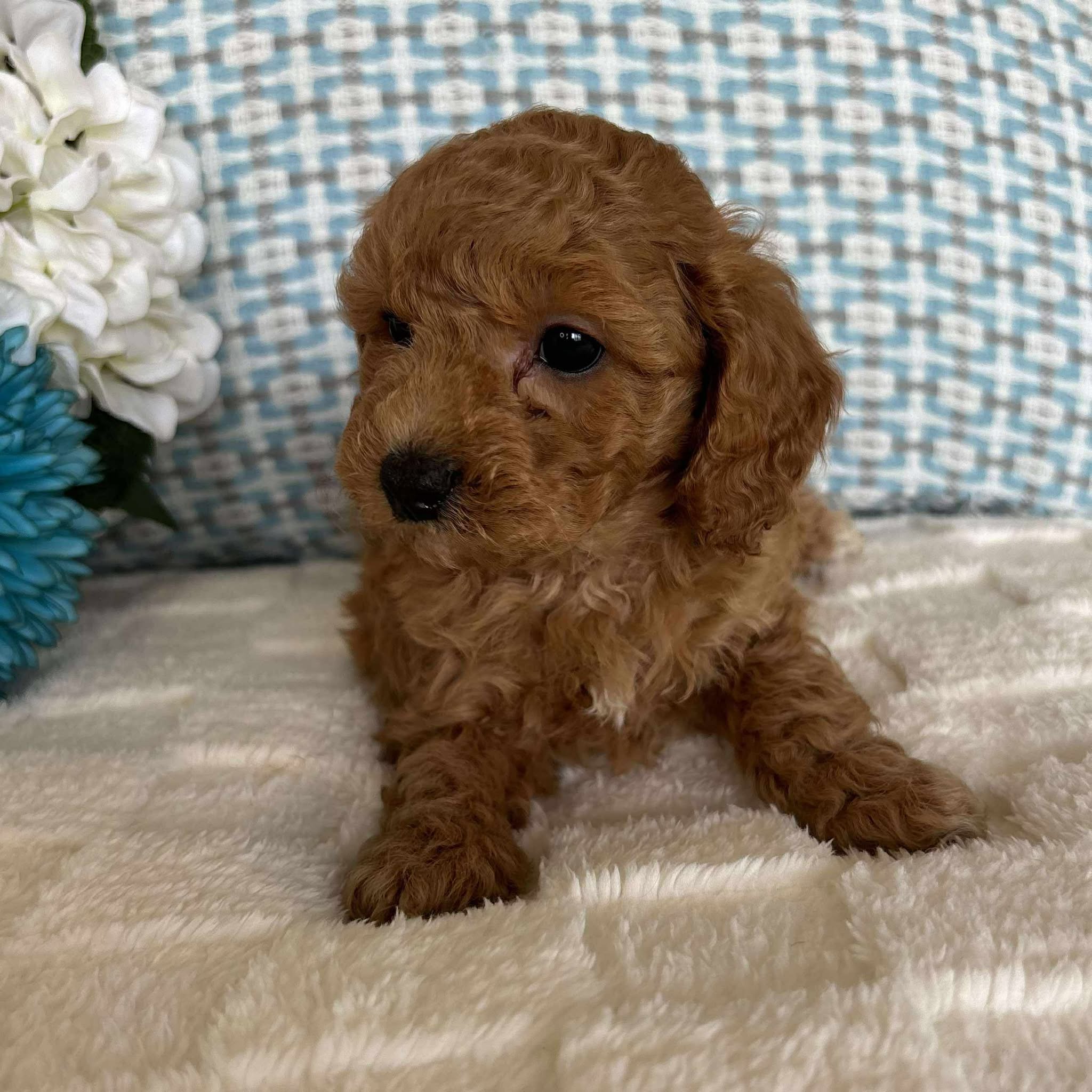 Cavoodle Toy / Mini Male Archie - Available to Adopt 19th September 2025