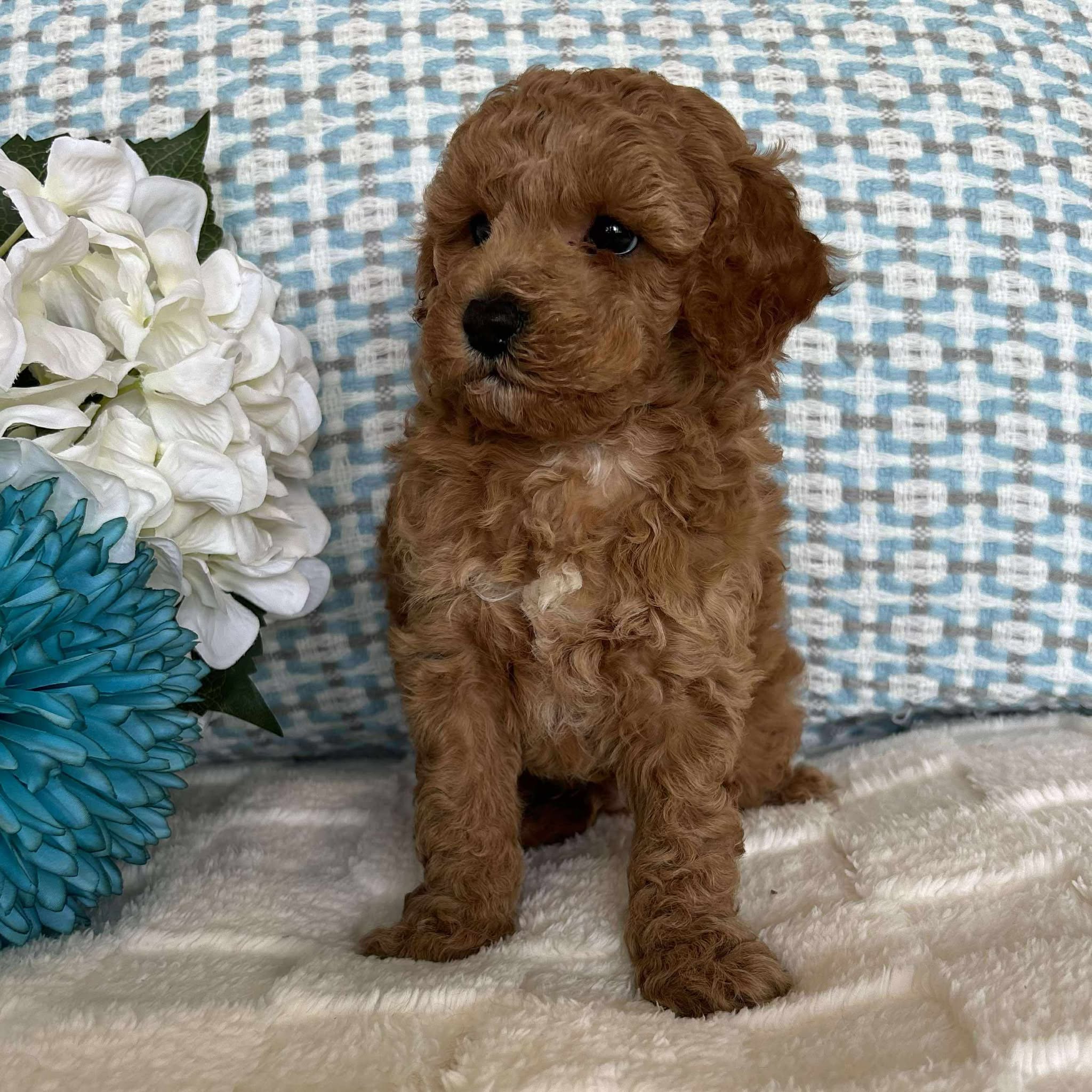 Cavoodle Toy / Mini Male Axel - Adopted
