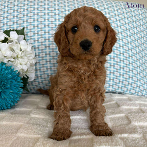 Cavoodle Toy / Mini Male Atom - Available to Adopt 19th September 2025
