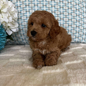 Cavoodle Toy / Mini Male Axel - Adopted