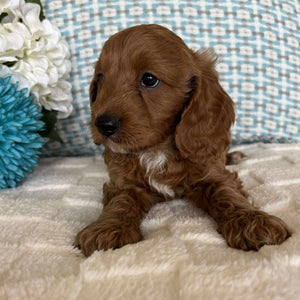 Cavoodle Toy / Mini Male Ace - Available to Adopt 19th September 2025