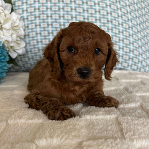 Cavoodle Toy / Mini Male Austin - Available to Adopt 19th September 2025