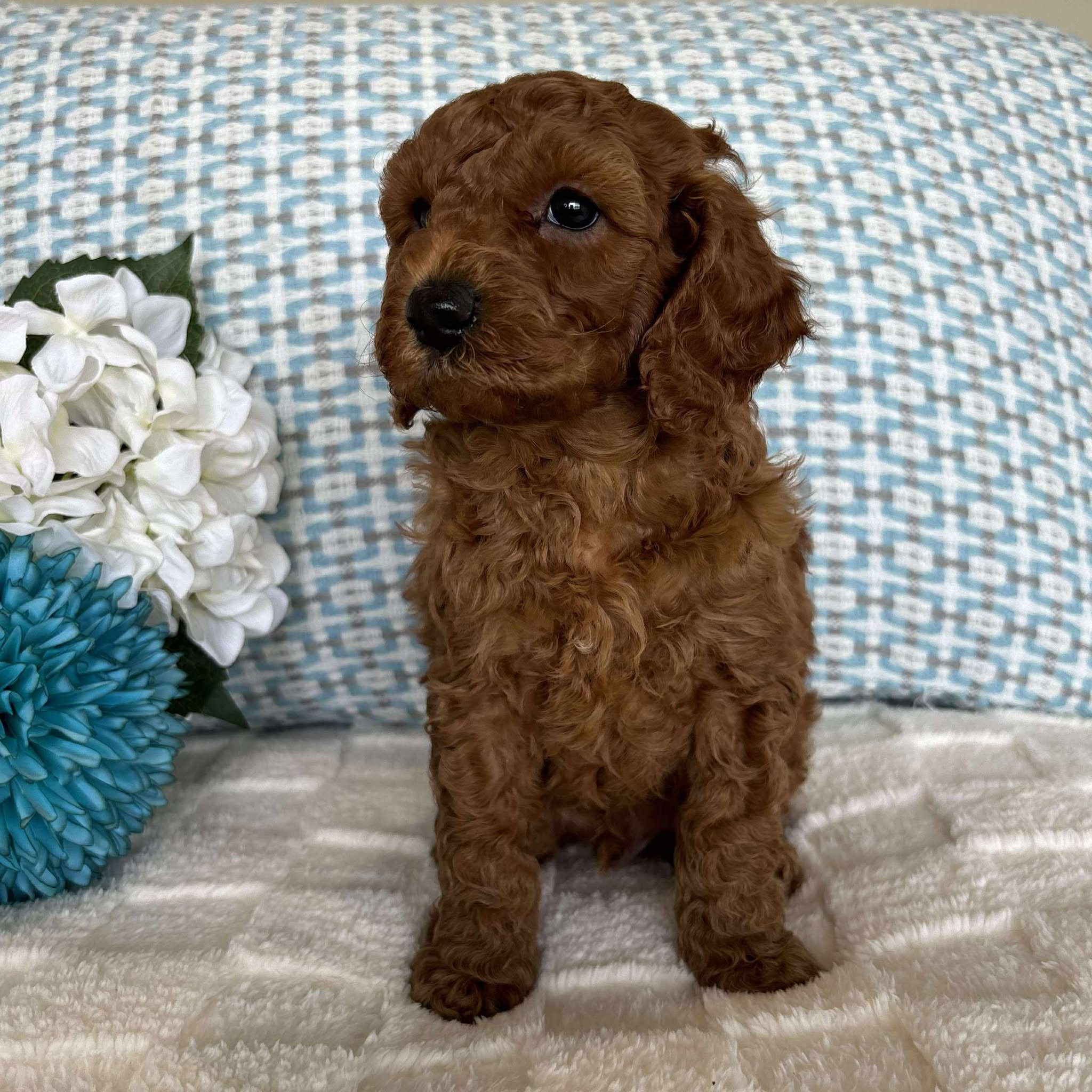 Cavoodle Toy / Mini Male Austin - Available to Adopt 19th September 2025