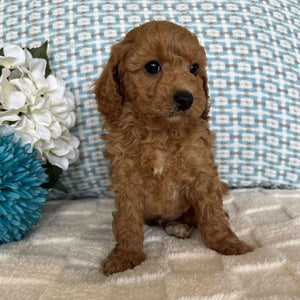 Cavoodle Toy / Mini Male Archie - Available to Adopt 19th September 2025