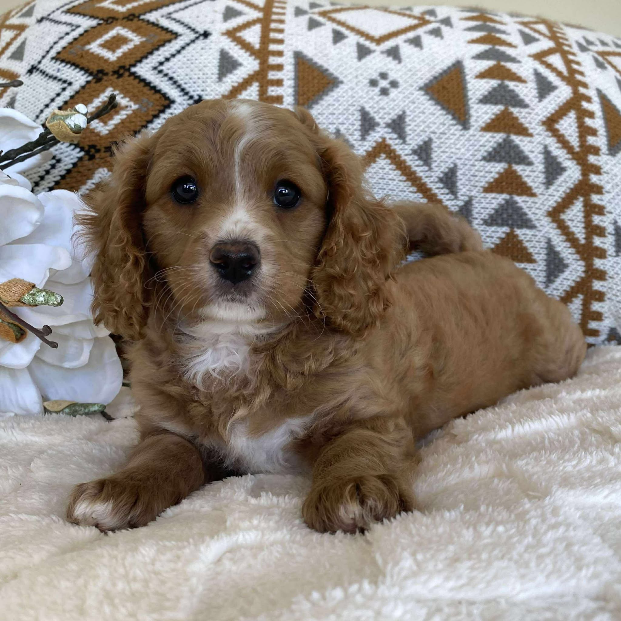 .Cavoodle Toy Male Irish - Available now for his forever home