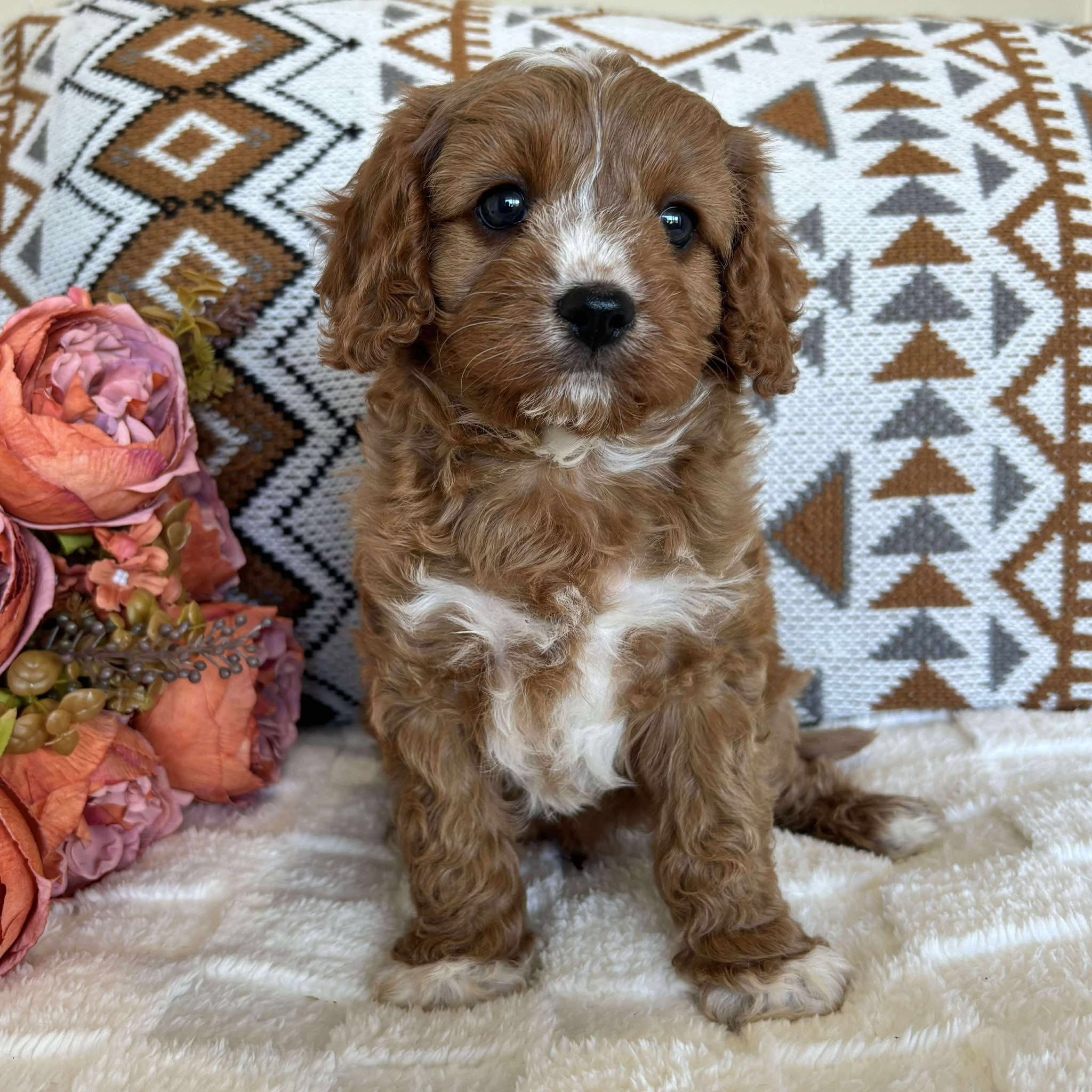 Cavoodle Toy Male Bolt - Adopted