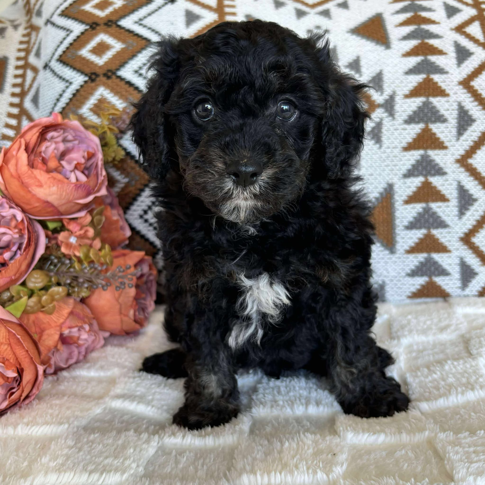Cavoodle Toy Male Baxter - Available to Adopt 19th September 2025