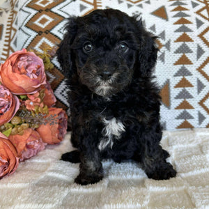Cavoodle Toy Male Baxter - Available to Adopt 19th September 2025