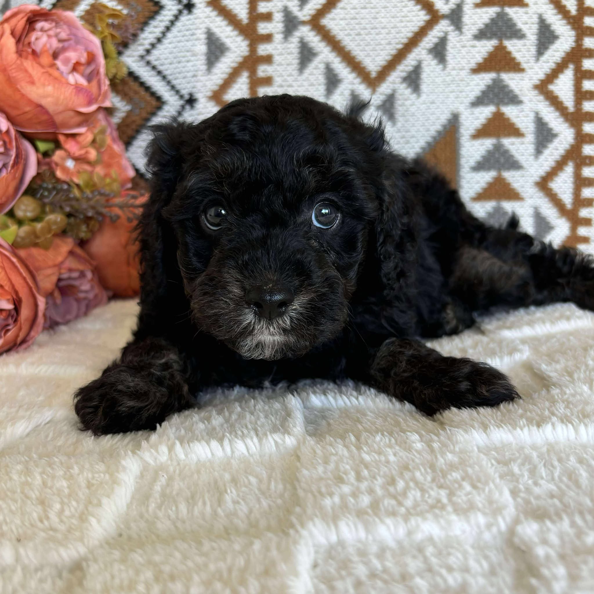 Cavoodle Toy Male Baxter - Available to Adopt 19th September 2025