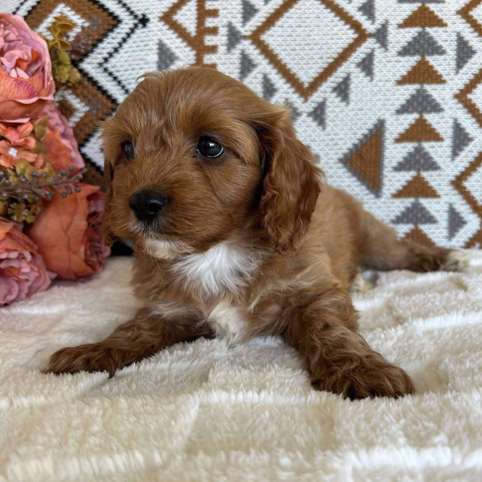 Cavoodle Toy Male Billy - Available to Adopt 19th September 2025