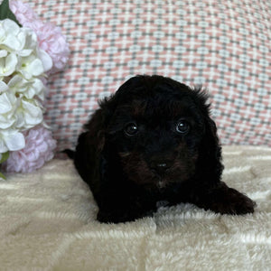 Cavoodle Toy Female Blossom - Available to Adopt 19th September 2025