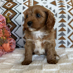 Cavoodle Toy Male Billy - Available to Adopt 19th September 2025