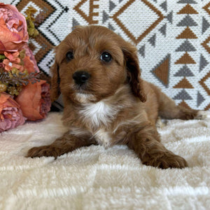 Cavoodle Toy Male Billy - Available to Adopt 19th September 2025