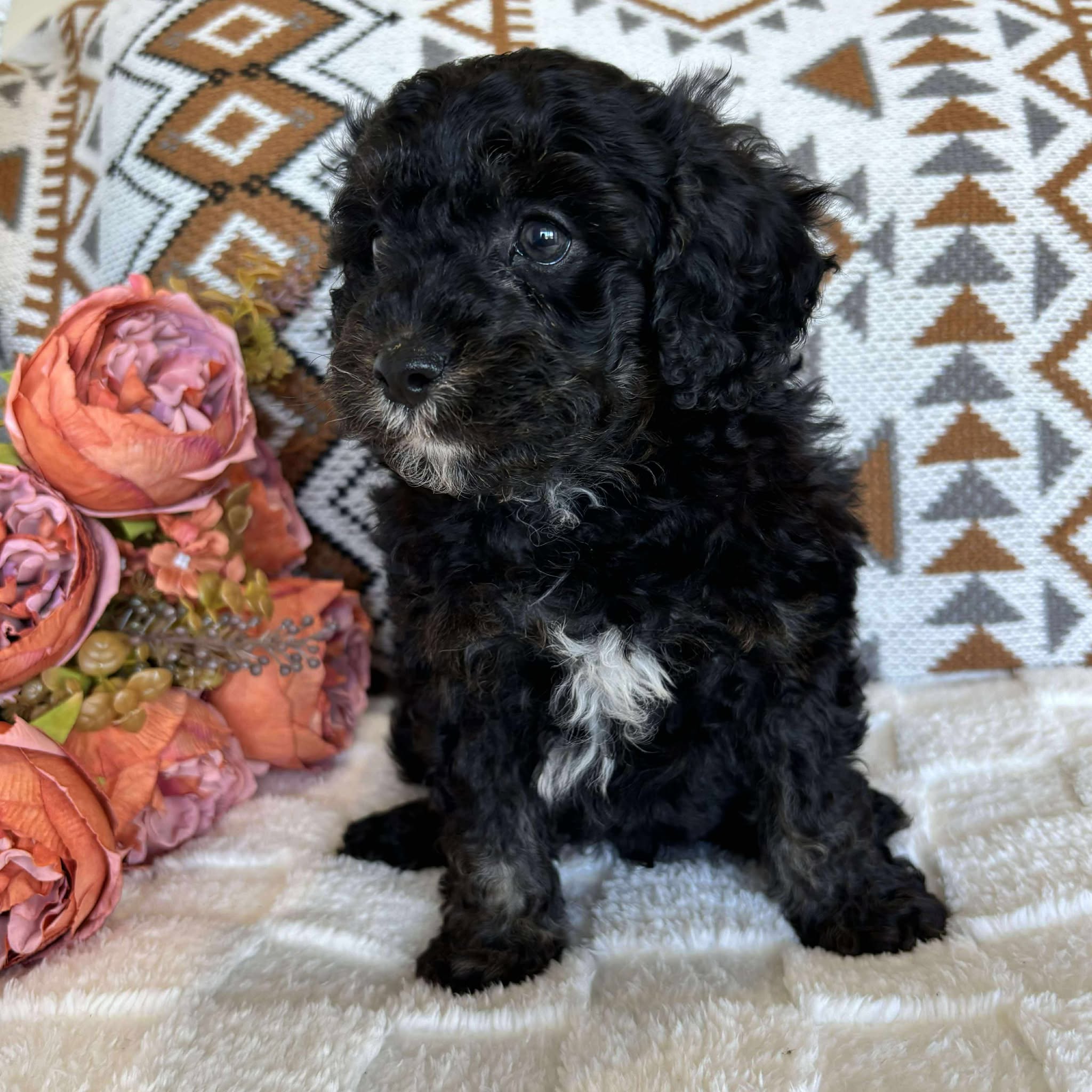 Cavoodle Toy Male Baxter - Available to Adopt 19th September 2025