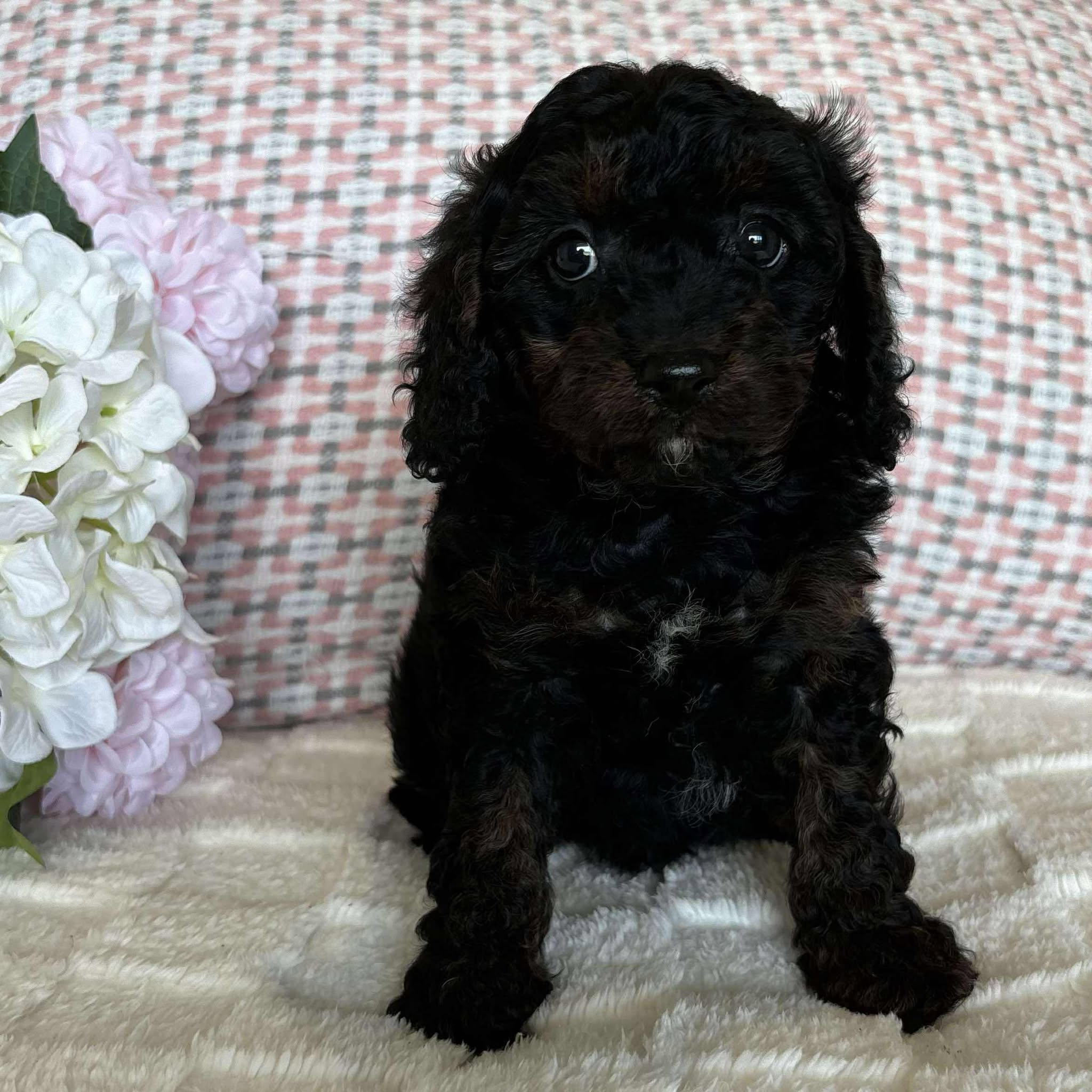 Cavoodle Toy Female Blossom - Available to Adopt 19th September 2025