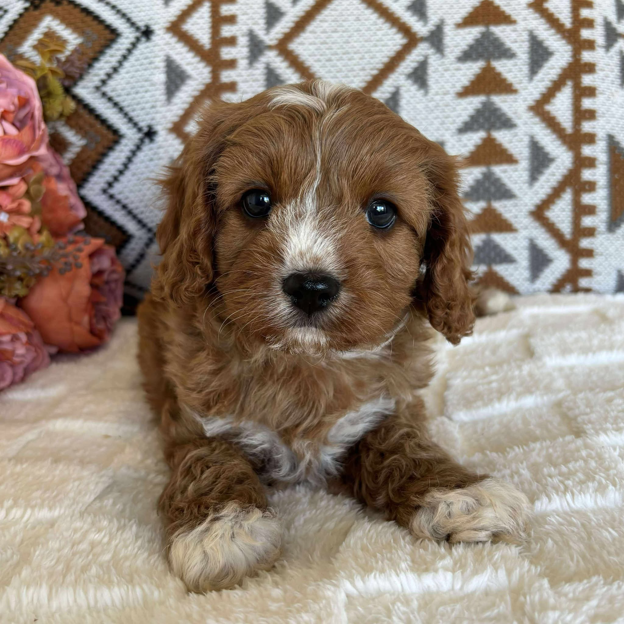 Cavoodle Toy Male Bolt - Adopted