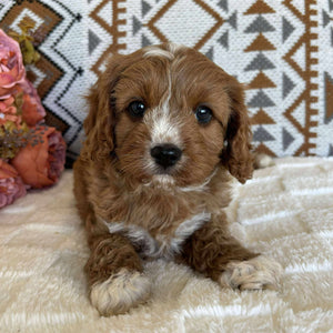 Cavoodle Toy Male Bolt - Adopted