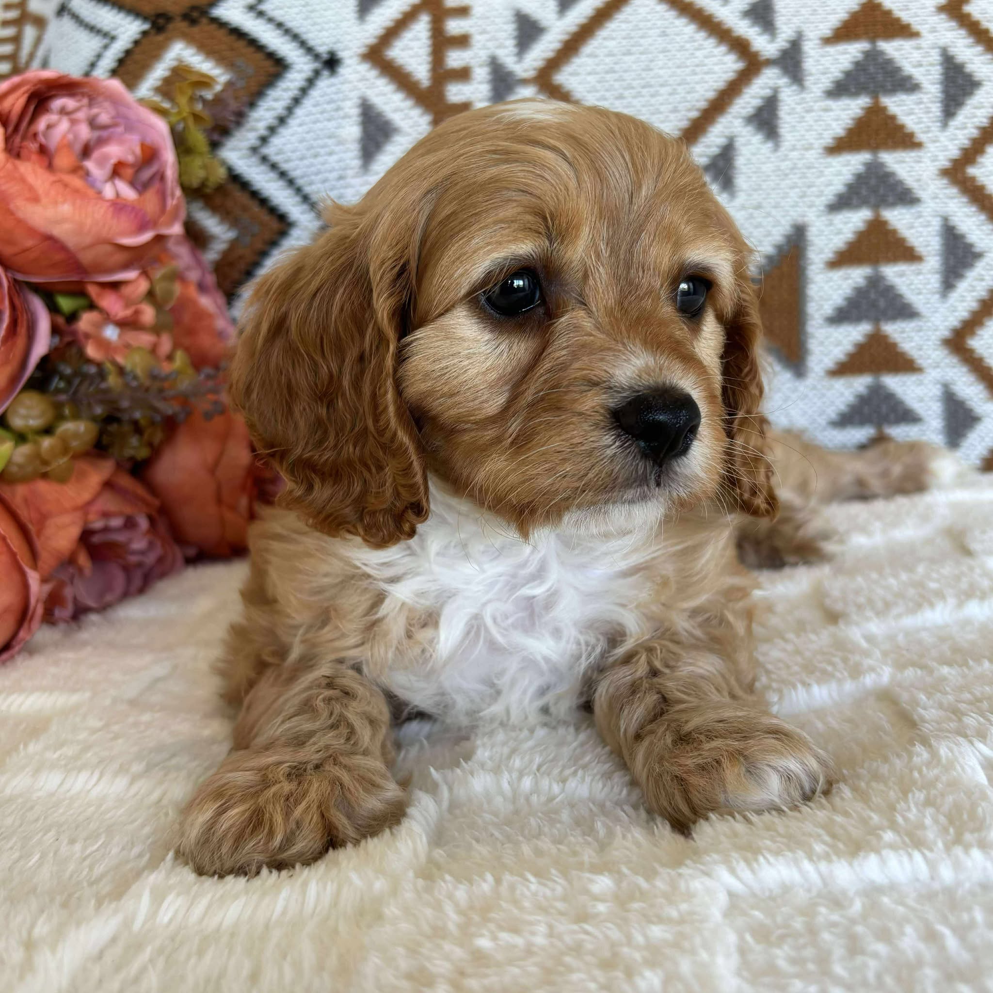 Cavoodle Toy Male Bandit - Available to Adopt 19th September 2025