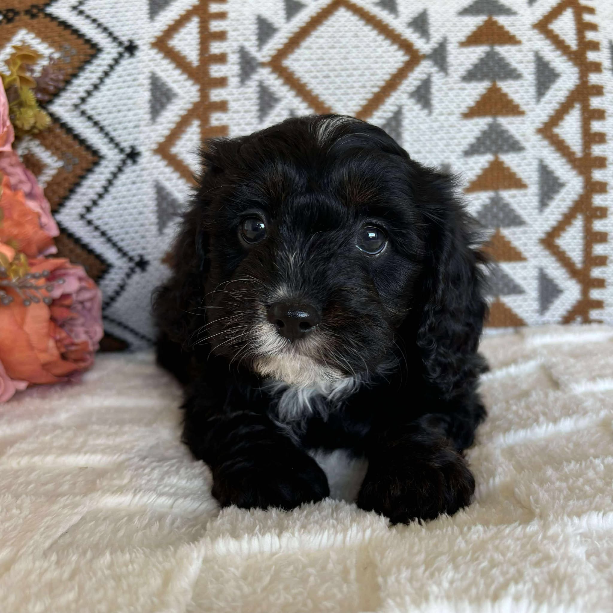 Cavoodle Toy Male Benji - Available to Adopt 19th September 2025