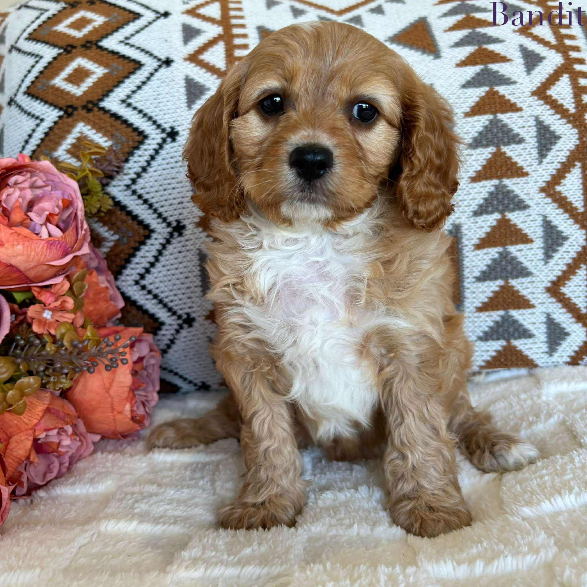 Cavoodle Toy Male Bandit - Available to Adopt 19th September 2025