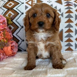 Cavoodle Toy Male Billy - Available to Adopt 19th September 2025