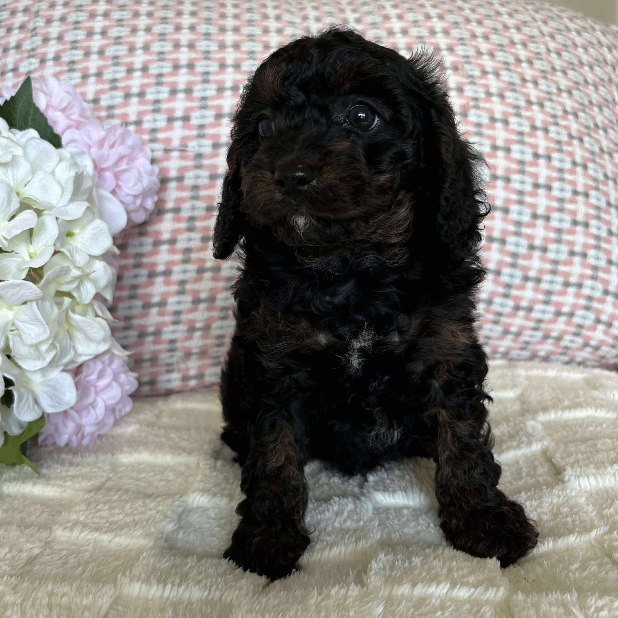 Cavoodle Toy Female Blossom - Available to Adopt 19th September 2025