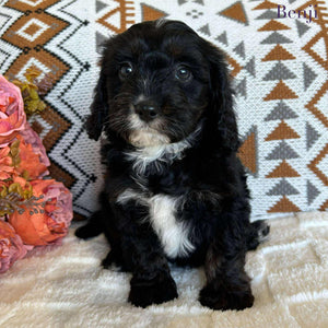 Cavoodle Toy Male Benji - Available to Adopt 19th September 2025