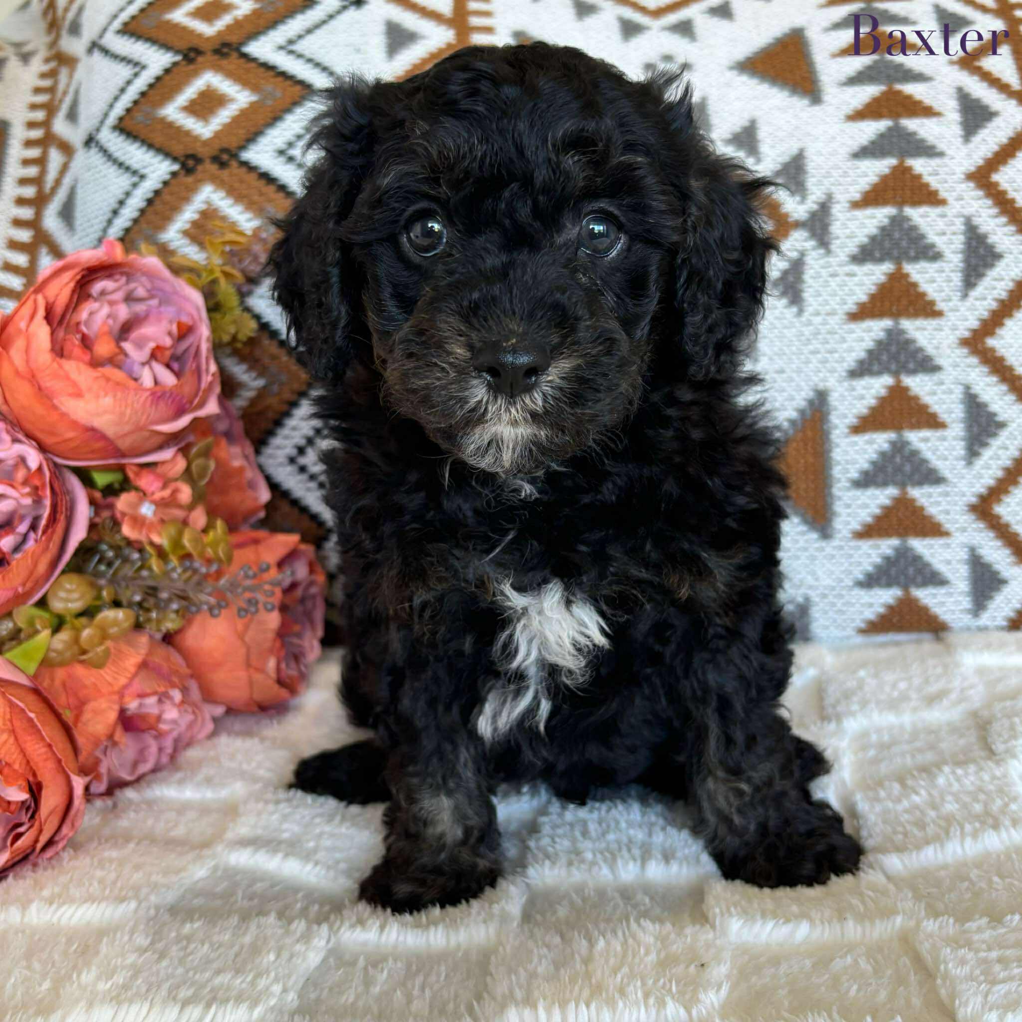 Cavoodle Toy Male Baxter - Available to Adopt 19th September 2025