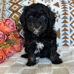 Cavoodle Toy Male Baxter - Available to Adopt 19th September 2025
