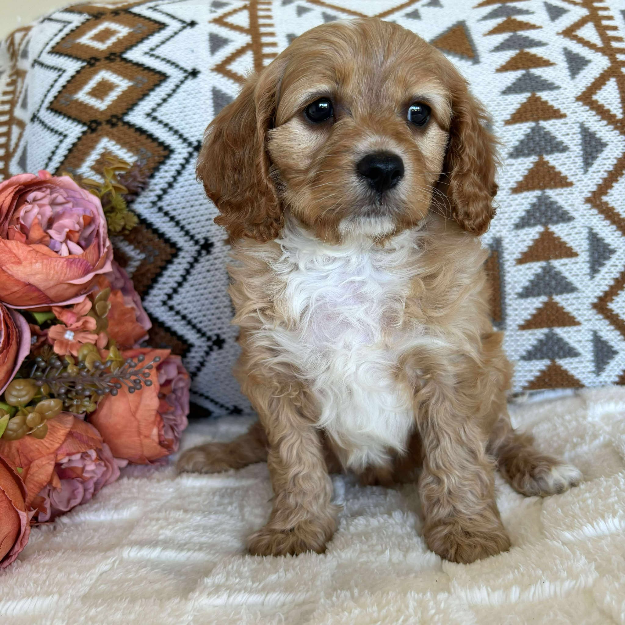 Cavoodle Toy Male Bandit - Available to Adopt 19th September 2025