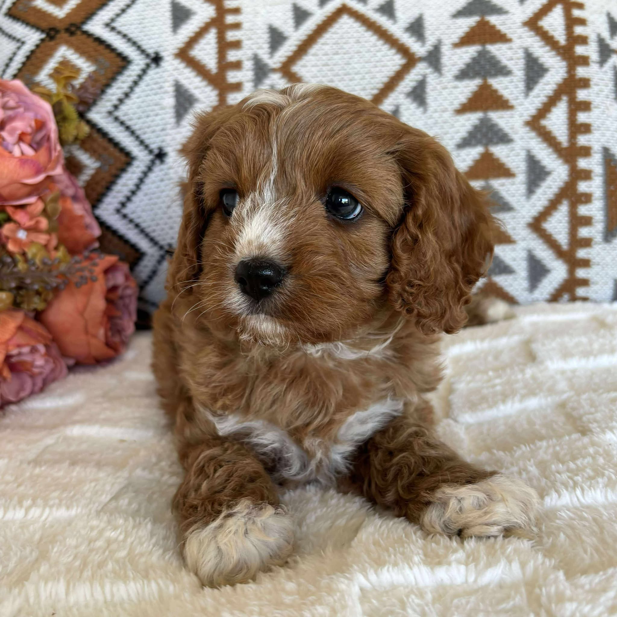Cavoodle Toy Male Bolt - Adopted